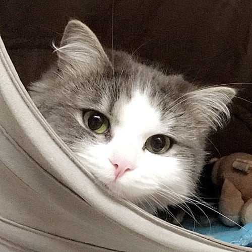 Zena