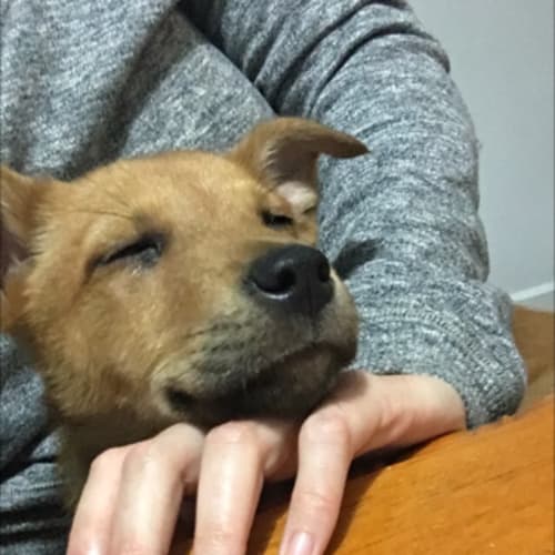 Millie **Adoption Pending**