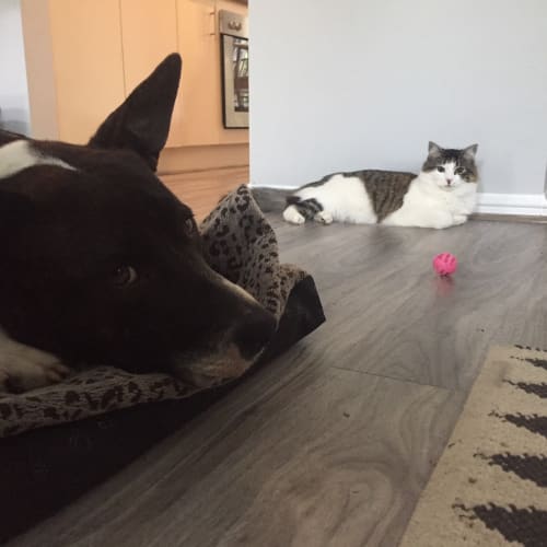Porter - cat friendly 