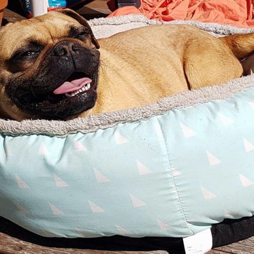 Puggy 