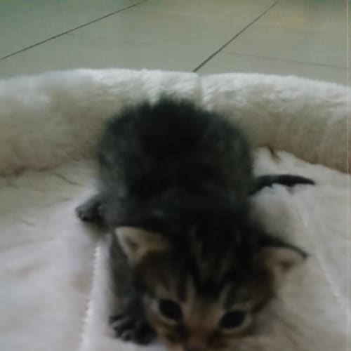 Mia