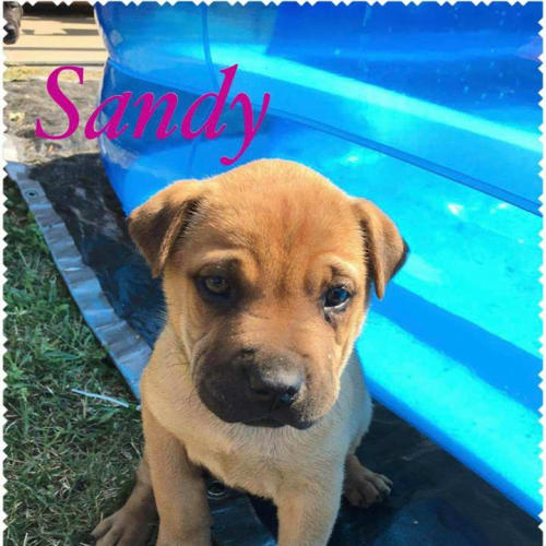 Sandy