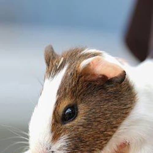 Lots of Guinea Pigs!