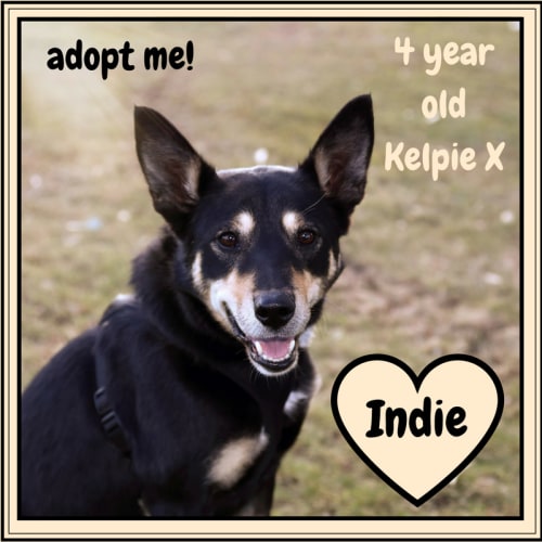 Indie ~ Kelpie X (on trial 12/10/17)