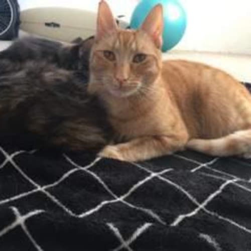 Marley & Pumpkin
