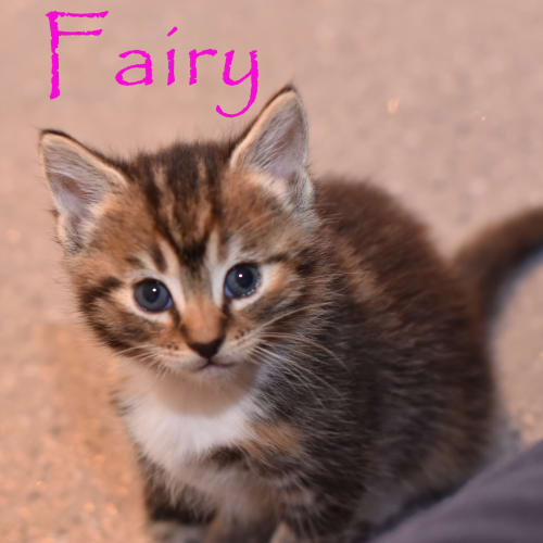 Fairy ***2nd Chance Cat Rescue***