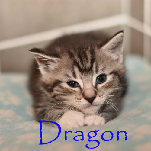 Dragon ***2nd Chance Cat Rescue***