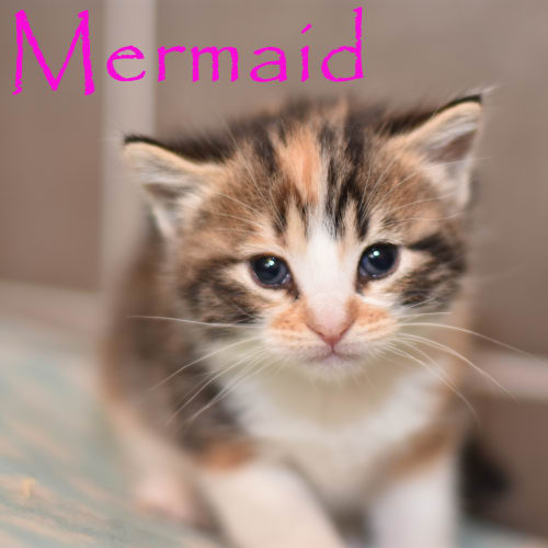Mermaid ***2nd Chance Cat Rescue***