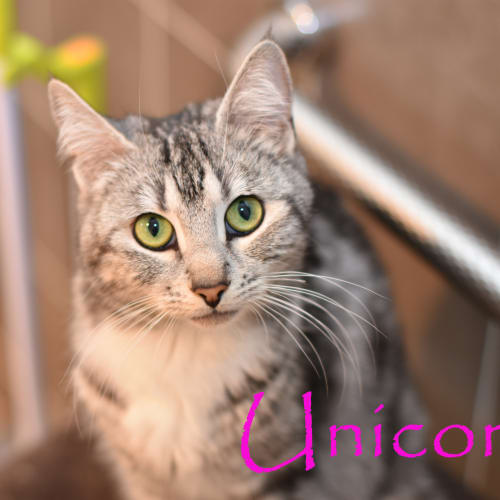 Unicorn ***2nd Chance Cat Rescue***