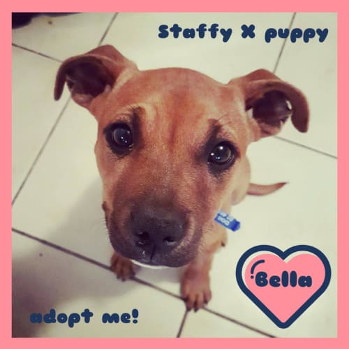 Bella ~ adorable Staffy x puppy (On Trial 8/10/17)