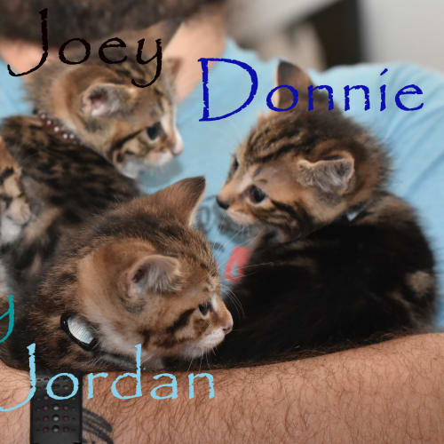 Jordan ***2nd Chance Cat Rescue***