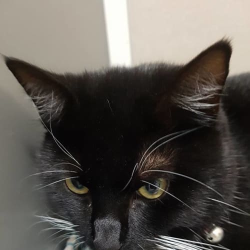 MacGyver *2nd Chance Cat Rescue**