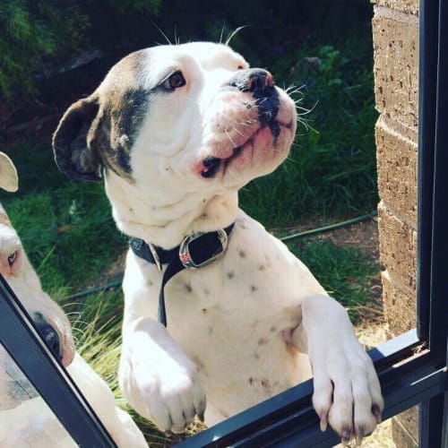 Chelsea 1YO American Bulldog