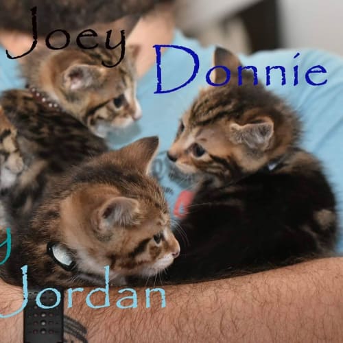 Joey ***2nd Chance Cat Rescue***