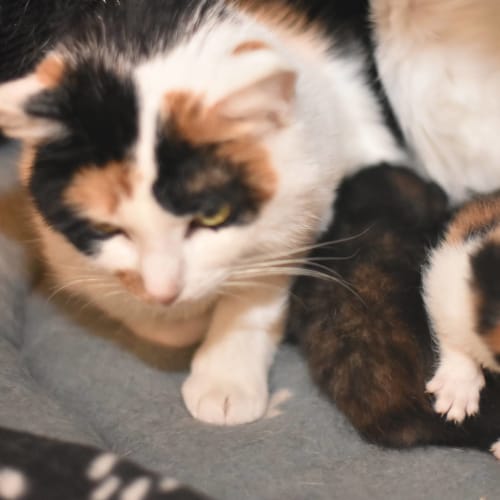 Wilma ***2nd Chance Cat Rescue***