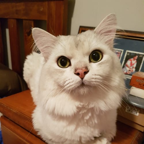 Moozie
