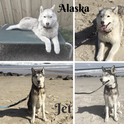 Jet and Alaska 
