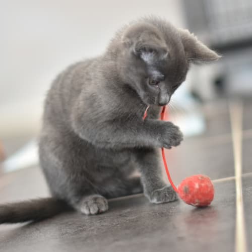 Puma **2nd Chance Cat Rescue**