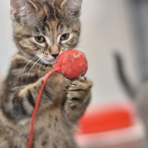 Leopard **2nd Chance Cat Rescue**