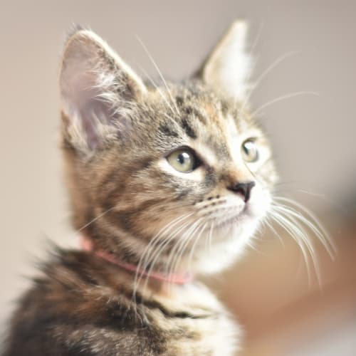 Serval **2nd Chance Cat Rescue**