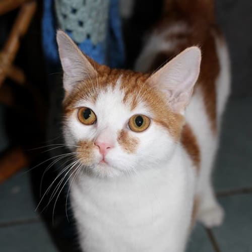 Oscar @ Squawks West Gosford