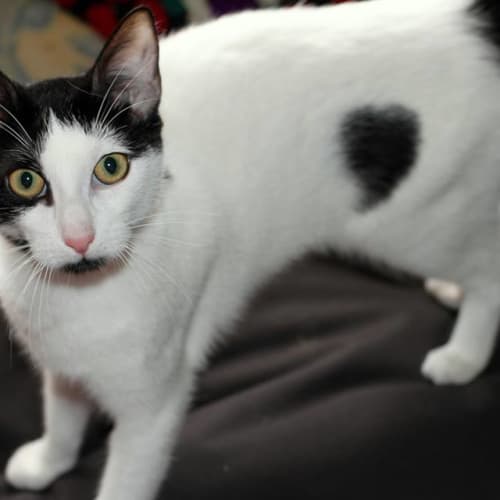 Felix @ Squawks West Gosford