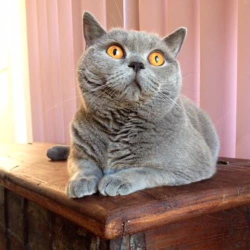 Indigo **2nd Chance Cat Rescue**