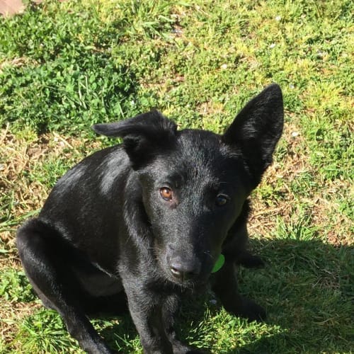 Maya