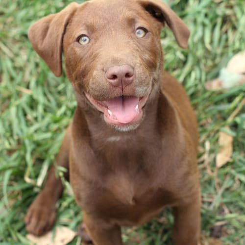 Hershey