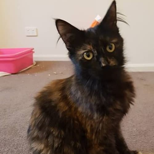 Beryl **2nd Chance Cat Rescue**
