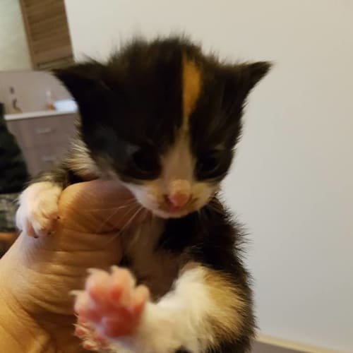 Poh **2nd Chance Cat Rescue**