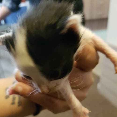 Brenda **2nd Chance Cat Rescue**
