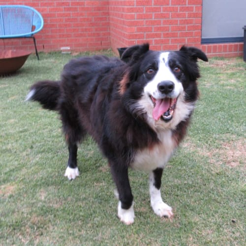 Scout *On Trial in His New Home*