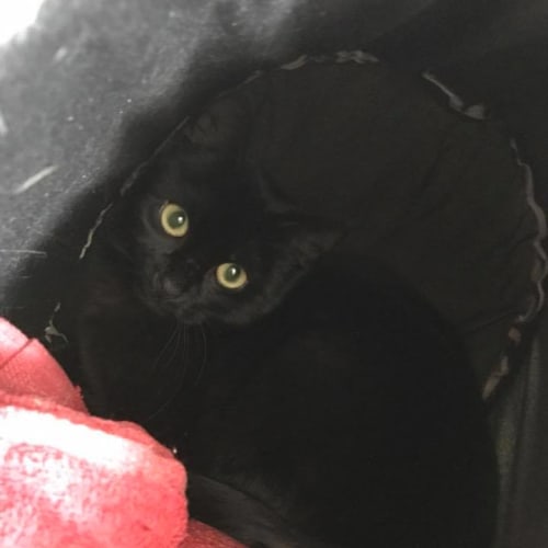 Black Beauty **2nd Chance Cat Rescue**