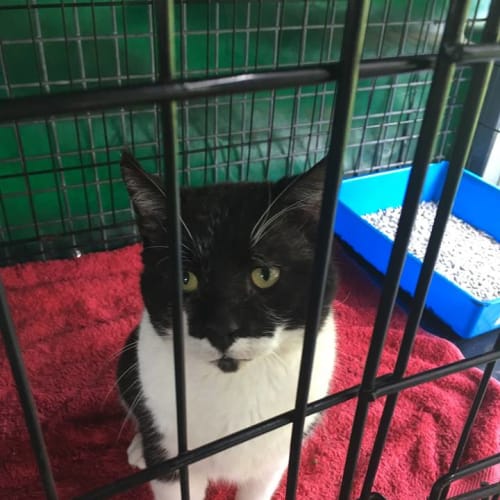Ken Griffey Jnr *I'm Free to adopt!*  (Cav17-147)