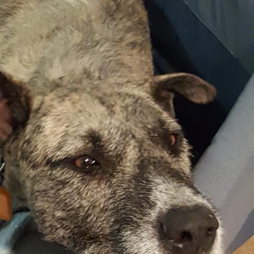 Freya - Special Needs - Deaf