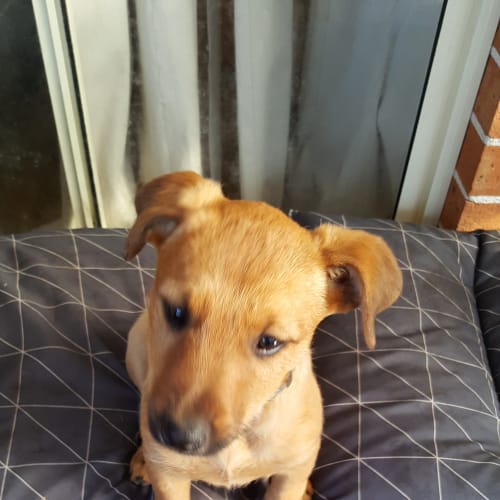 Nova