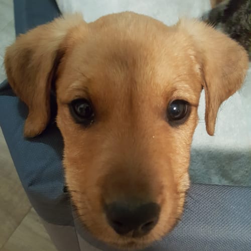 Flynn