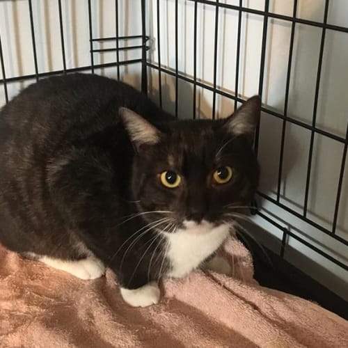 Bruno *I'm Free to adopt!* (Cav17-88)