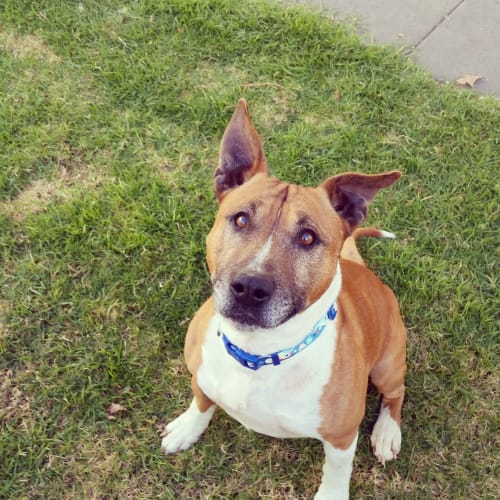 Dozer **Adopted**