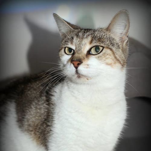 Cleo @ The Pet House Tuggerah