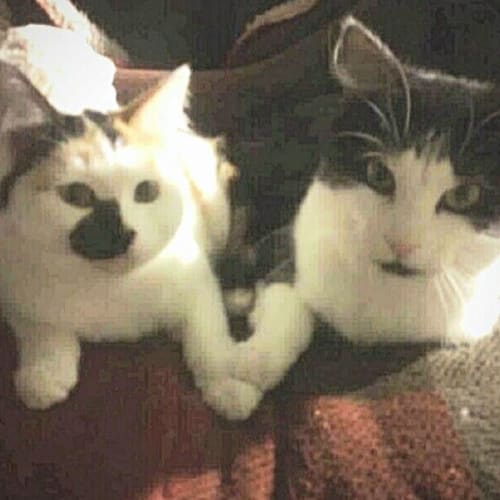 Turtle & Flo - Awesome mum & daughter duo!