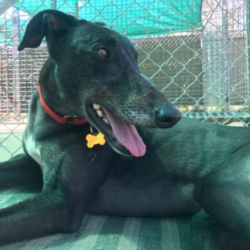 Coco (On Trial 15 Oct)