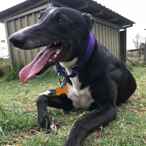 Sandy (On Trial 7 Sep)