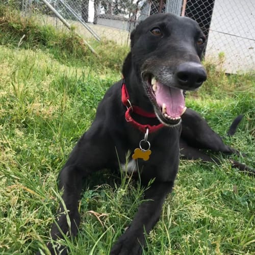 Scooter (In Foster 24 Feb)