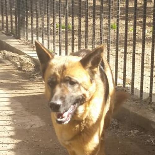 Indi