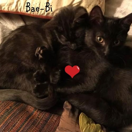 Bae-Bi & Boo