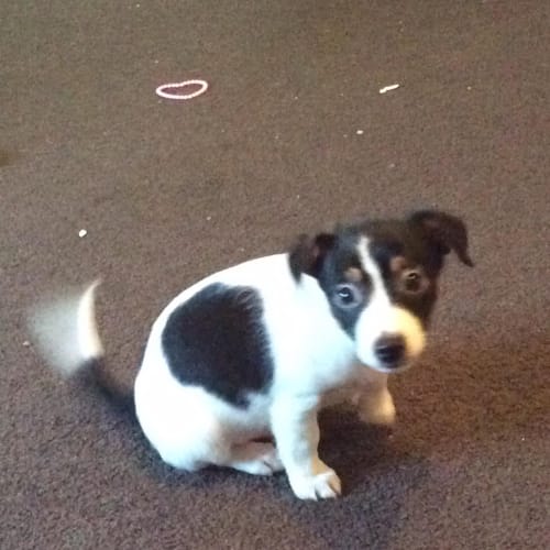 Oreo 