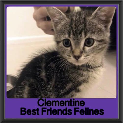 Clementine 