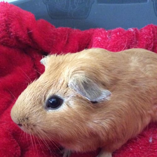 Ginger (Desexed male)